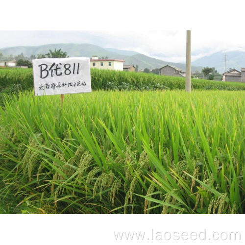 High quality natural B-you 811 rice